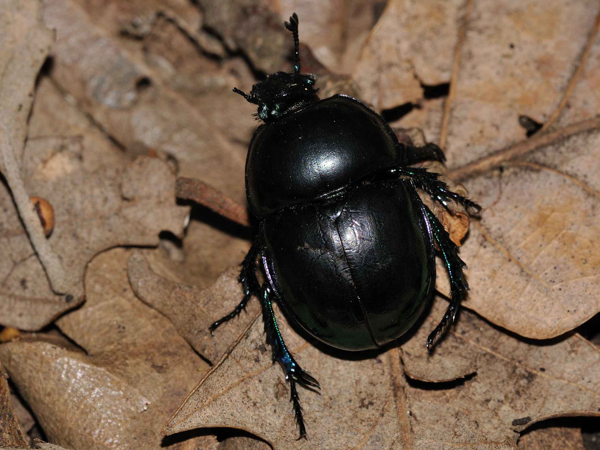 Geotrupidae - Trypocopris ?